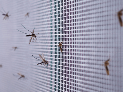About Spider Extermination Willo Historic District - spider extermination experts in Willo Historic District